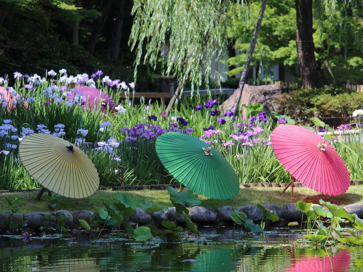 和傘を装う　徳川園の花菖蒲まつり