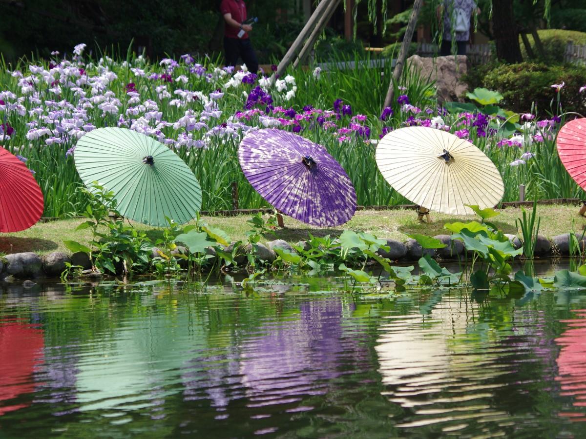 和傘を装う　徳川園の花菖蒲まつり
