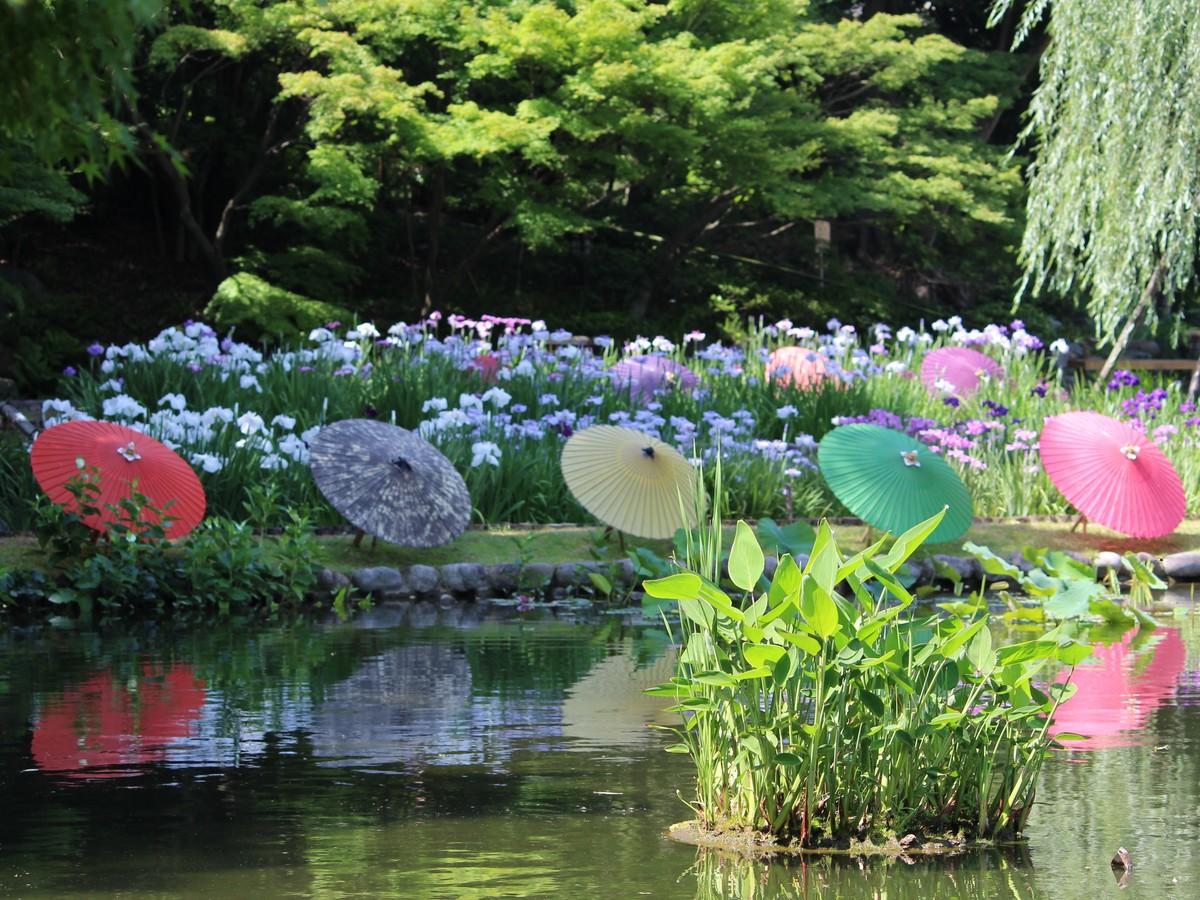 和傘を装う　徳川園の花菖蒲まつり