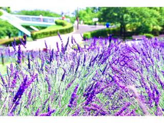 荒子川公園薰衣草節