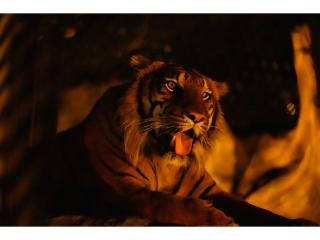 東山動植物園 夜間動植物園