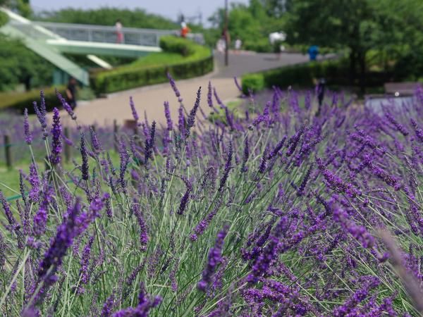 荒子川公園 ラベンダー